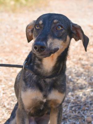 thumb 1 Romeo 1 von 4