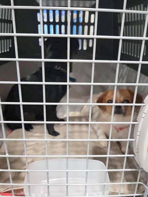 1 38432217 1016745881820557 5452366497286455296 n