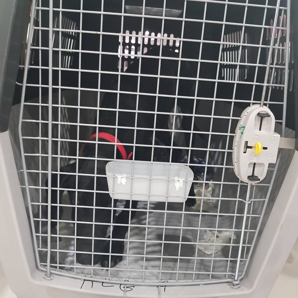 43310223 2028862327204108 8189861081322094592 n