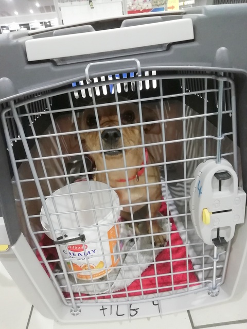 1 IMG 20181130 031821