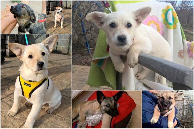 1 rumänien januar 2018