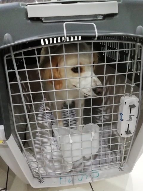 1 IMG 20190504 031140