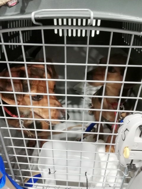 1 IMG 20190604 030906