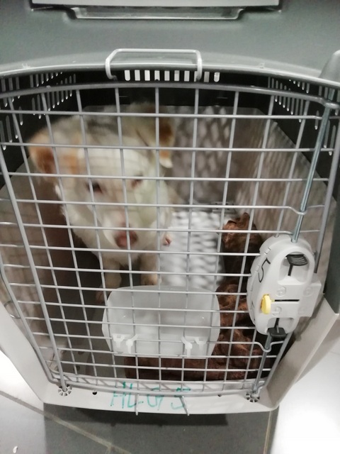 1 IMG 20190406 032342