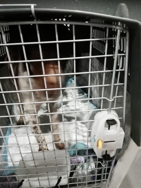 1 IMG 20190406 032405