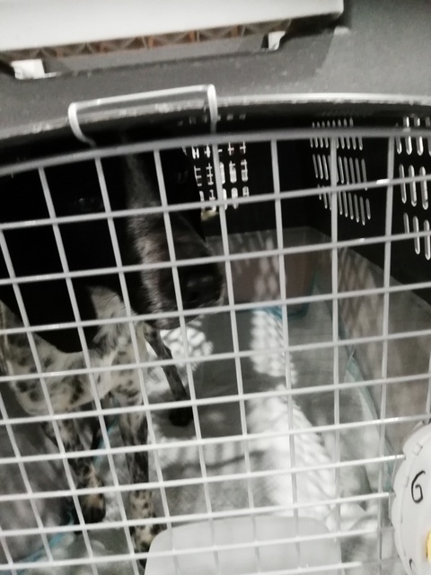 1 IMG 20190406 032414