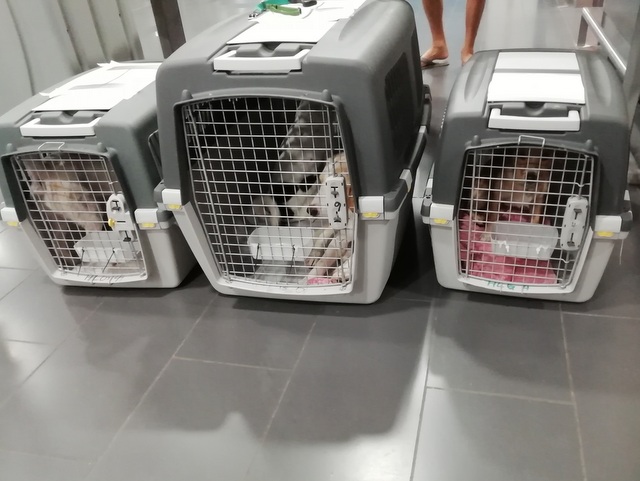 1 IMG 20190808 032051