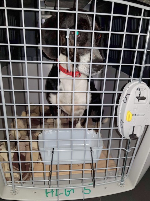 1 cid 16968acc4552bc58e333