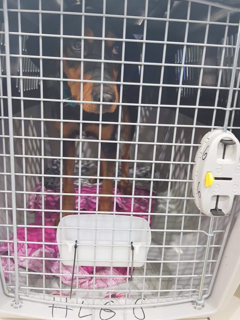 1 cid 16aa48d400e968e48241