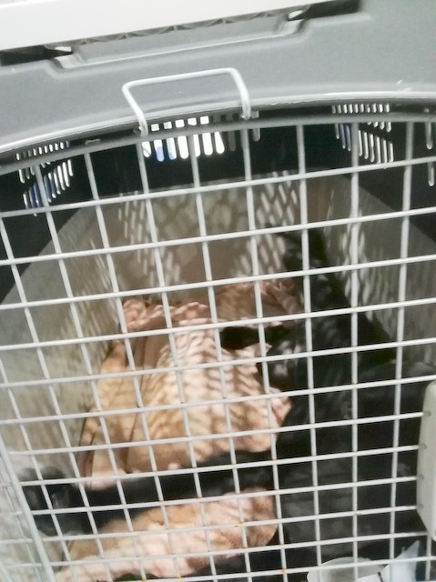 1 IMG 20190413 030213