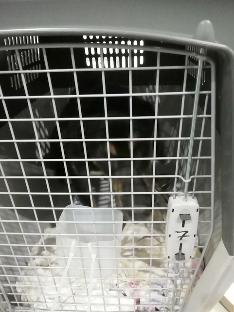 1 IMG 20190413 030431