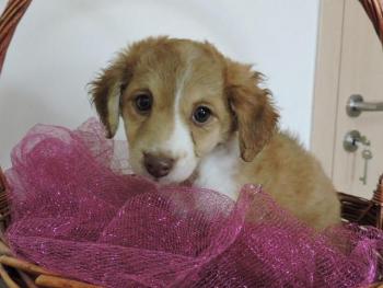 thumb Tinkerbell Photo 6 Nov 2019