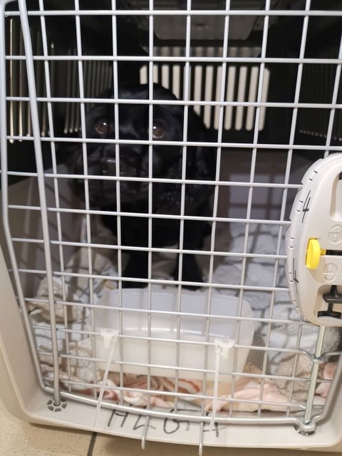 1 cid 17093d374803f7a9b344