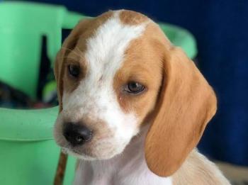 thumb 1 griffin 7 001