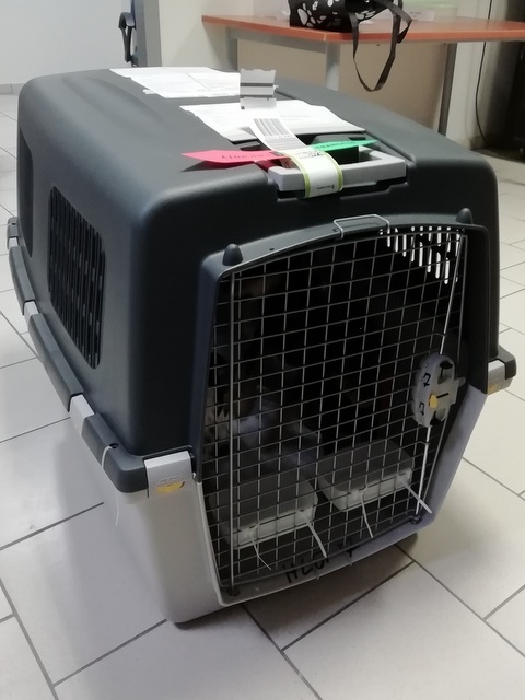 1 IMG 20200126 033346