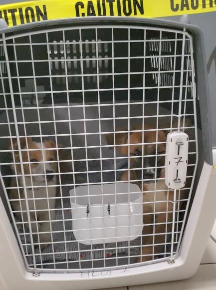 1 181483264 1015913085481479 5638339157252767195 n