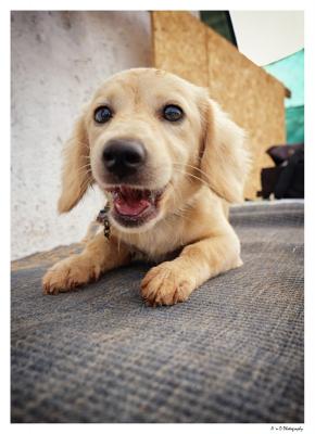 thumb WelpeAnja1 1web