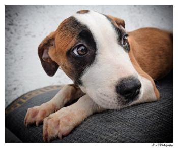 thumb WelpeOllie3 1web