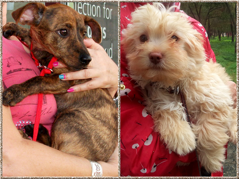 arrivaldogs16012015frankfurt