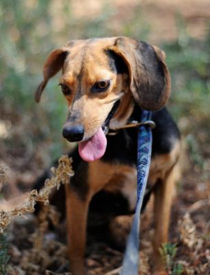 thumb DSC3368 Yoda03 AOK