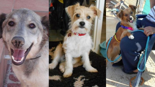 collage frankfurt 27 06