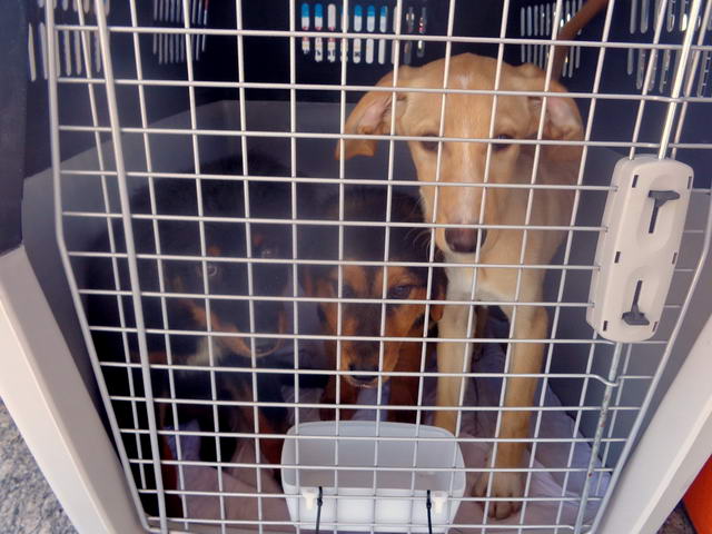 Danos Digby and Ember1