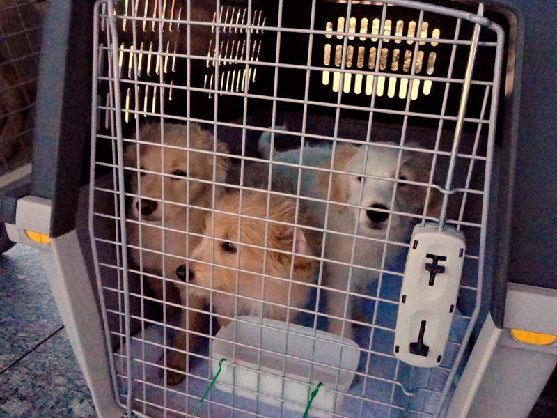 12250292 1522571894725186 85881983 o