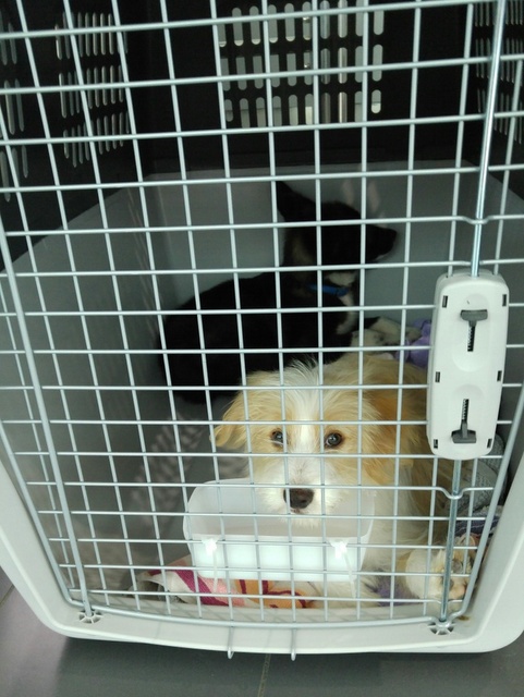 1 timba and helens pup