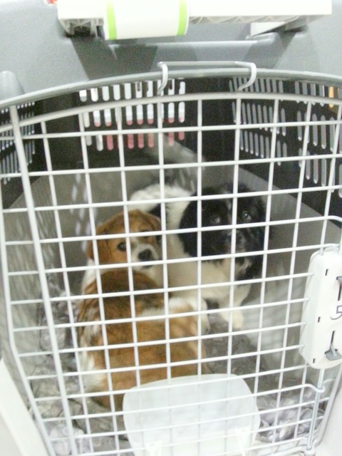 1 20160210 035056 resized