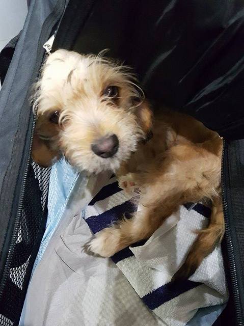 1 15801588 678098805685268 68283625 n