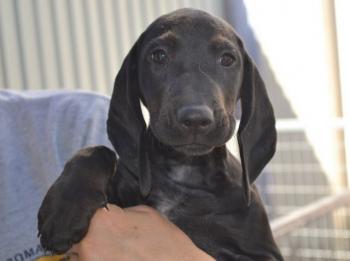 thumb 1 simon smaller 1