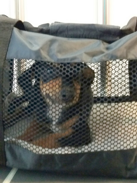 1 20160724 142440 resized