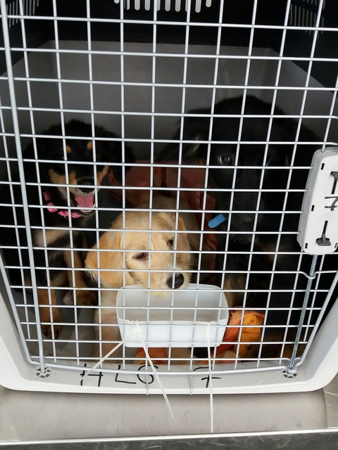 1 20160802 132931 resized