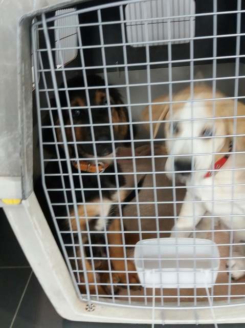 1 20161106 123550 resized