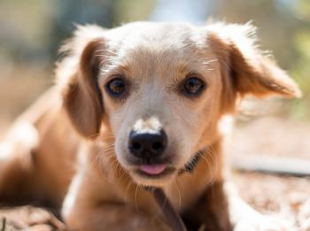 thumb Goldie Neu 1 4 von 5 001