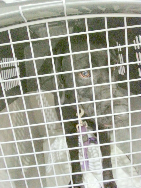 1 20160217 031324 resized 1