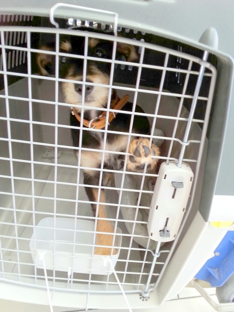 1 20160621 090823 resized