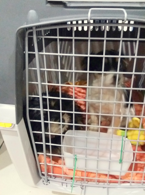 1 20161121 025348 resized