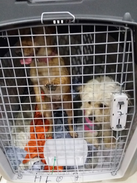 1 20161121 025407 resized