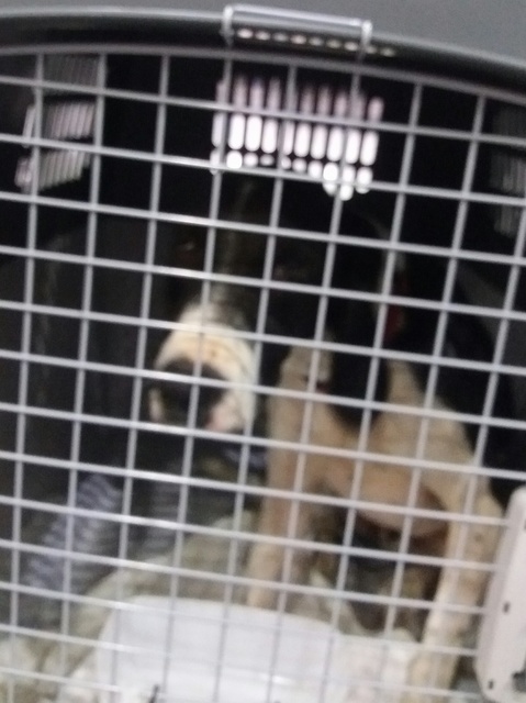 1 20161010 031025 resized