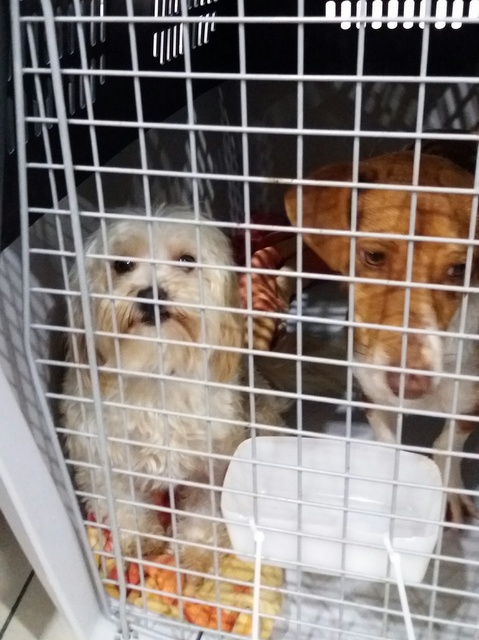 1 20161010 031146 resized