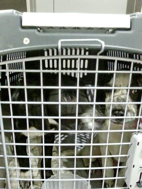 20160202 031642 resized