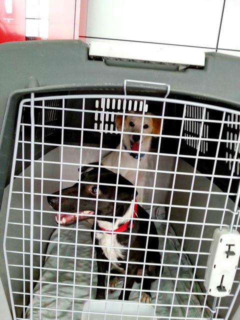 20160619 133807 resized