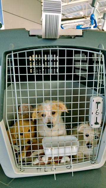 alvaro aida and alida