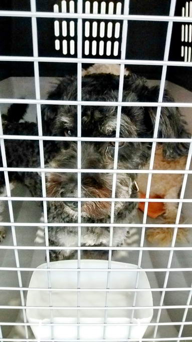 20161120 150720 resized