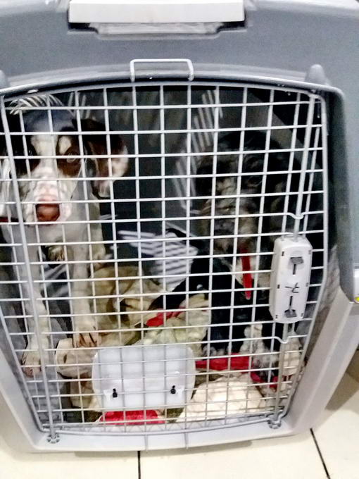 20161207 040817 resized