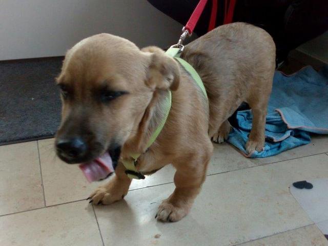 1 Klein Dick wartet noch auf seine Menschen