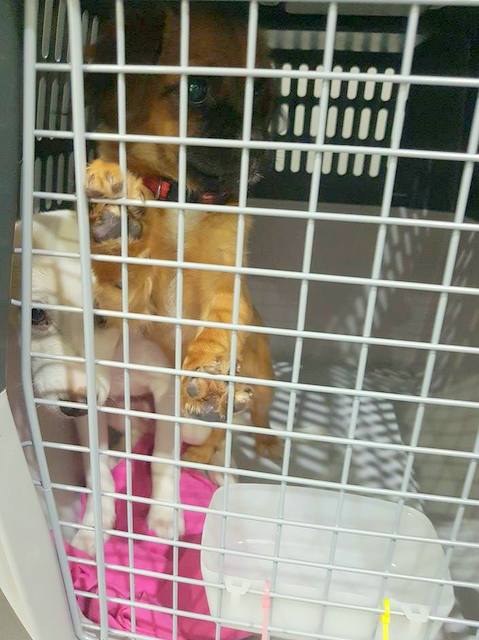 1 24550512 856664821161998 594755995 n