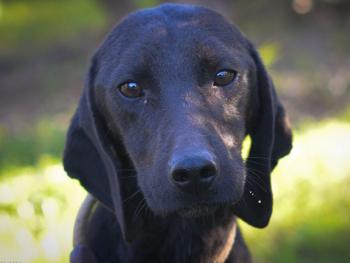 thumb 1 Willow5 1 von 1