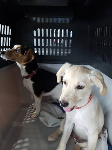 1 19458324 776210552540759 436674494 n